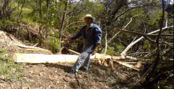 Trees can fall anywhere even if you plan a drop spot for the tree sometimes (no) most of the time it doesn't land were you want. 