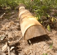 hallelujah got one log up the hill today and I'm going home ( por la mañana)